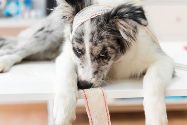 Why Do Dogs Lick Wounds and How to Stop It