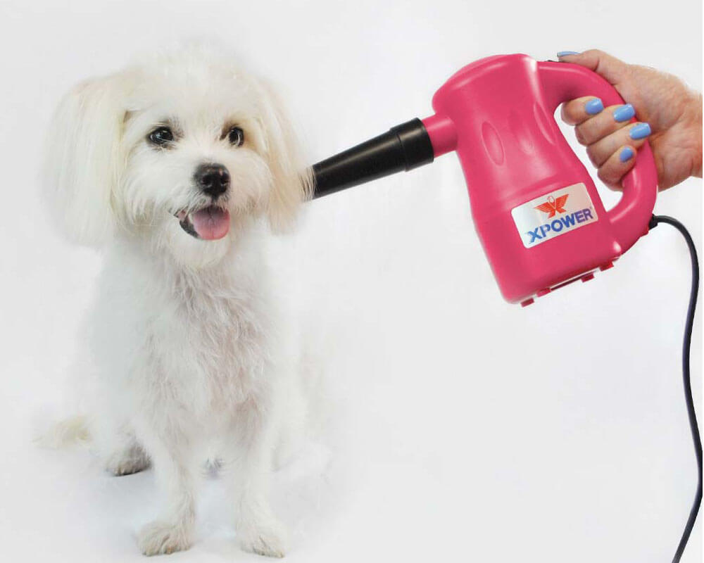 XPOWER B-53 Airrow Pro Multipurpose Home Pet Dryer – AdeoPets