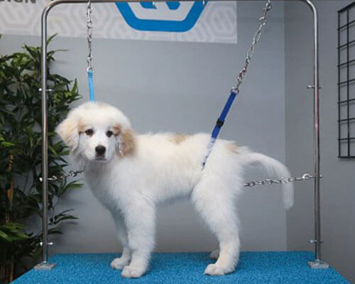 Hanvey LIPSystem – AdeoPets