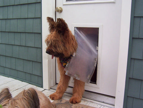 Hale Pet Door - Door Mounted Dog Door and Cat Door image with dog using