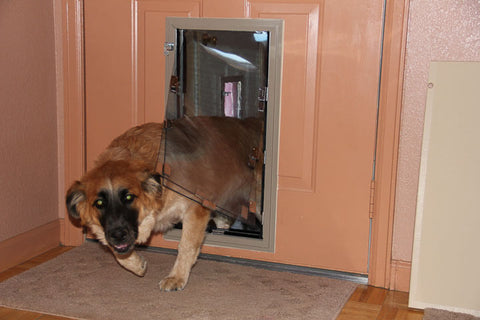 Hale Pet Door - Door Mounted Dog Door and Cat Door image with dog