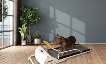 GoPet PetRun RP720F Treadmill for Large Dogs up to 132 lbs