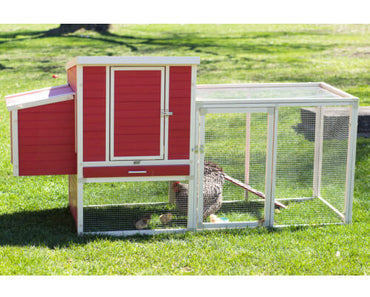 New-Age-Pet-Sonoma-Chicken-Coop-with-Pen-Red-With-Maple