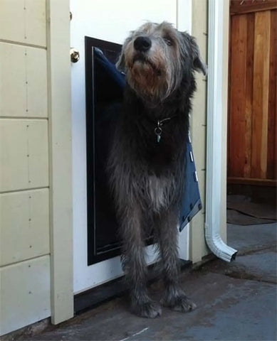 Security Boss MaxSeal Pet Door for Doors