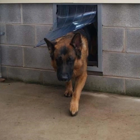 Security Boss MaxSeal PRO Pet Door for Walls