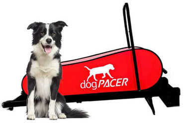 dogPACER Folding Dog Treadmill - LF 3.1
