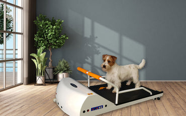 GoPet PetRun RP700 Treadmill for Small Dogs and Toy Dogs