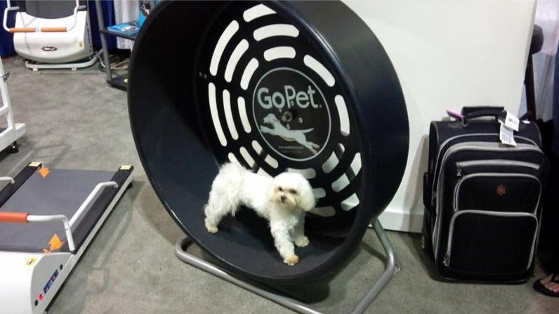 Gopet top dog wheel
